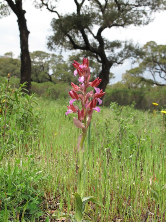 Anacamptis papilionacea